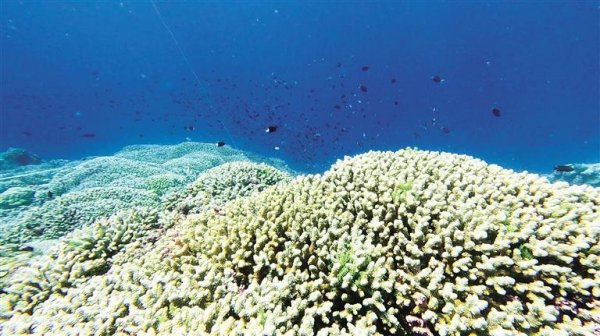 股市配资杠杆 首次全面“体检”显示：我仙宾礁珊瑚礁生态系统总体健康